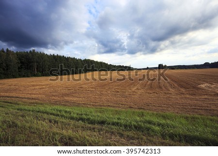   agricultural field on which the wheat harvest, summer,