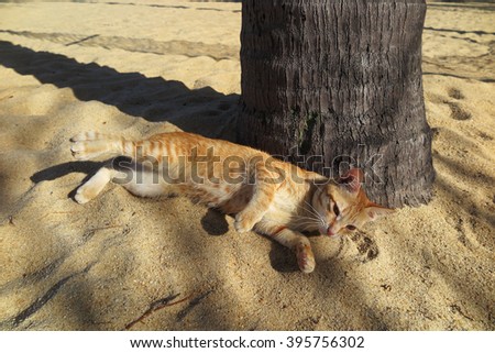 Foxy cat relaxing in the sun on the sand paradise beach