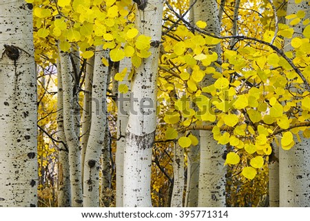 Golden aspens at autumn Royalty-Free Stock Photo #395771314