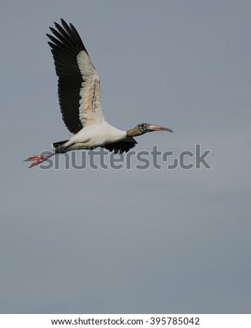 Wood Stork Flying, Everglades National Park, Florida, USA