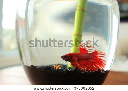 A profile shot of a vibrant red betta fish with fins displayed, in a glass vase with a bamboo shoot.