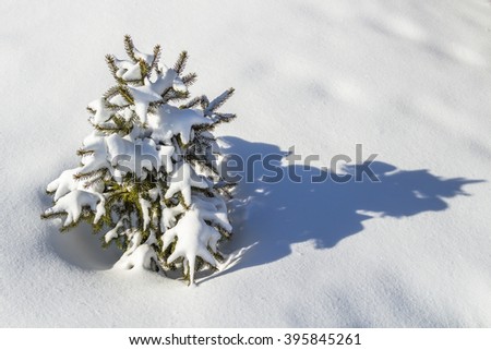 Small decorative tree in the snow