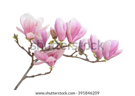  pink magnolia flower isolated on white background 