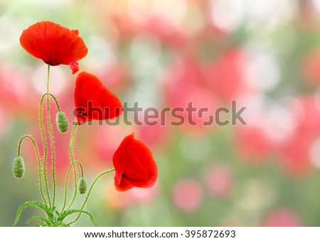 Red poppies (common names: common poppy, corn poppy, corn rose, field poppy, Flanders poppy, red poppy, red weed, coquelicot) on defocused of natural background of blooming field with space for text