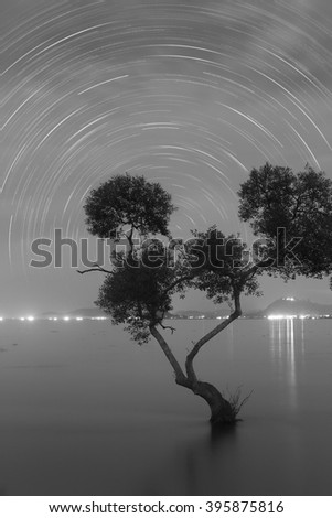 The star rotation tree.Process black and white ton.Process by photoshop.