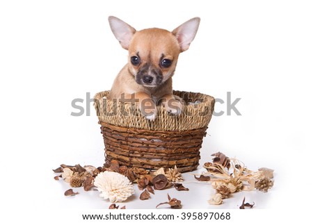 Beige chihuahua puppy dog in a basket (isolated on white)