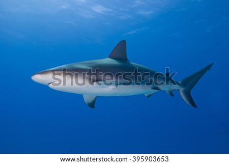 Caribbean reef shark bottom view from the side in clear blue water