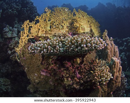 Corals of the Red Sea 