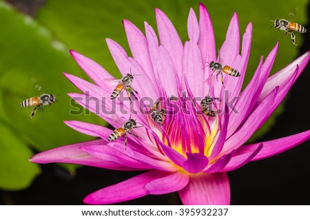Purple lotus with many bee