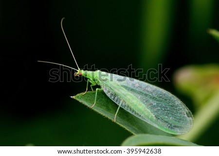Green Lacewing.  Lacewings are used in biological pest control as they feed on aphids. Royalty-Free Stock Photo #395942638