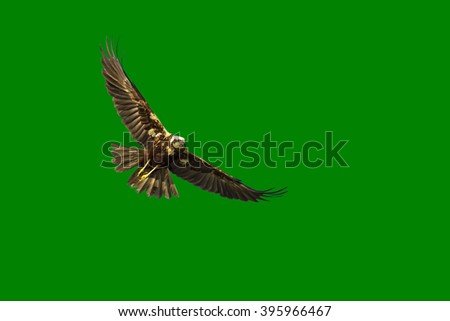 free bird. isolated on green background
Western Marsh Harrier / Circus aeruginosus
