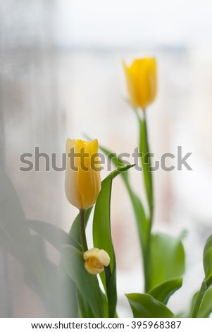 tender spring graceful yellow tulips