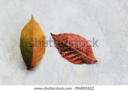 Autumn leaves  (red, yellow and green) on floor tiles