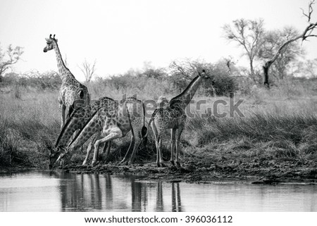 Tower of giraffes drinking at water pan, Okavango Delta, Botswana