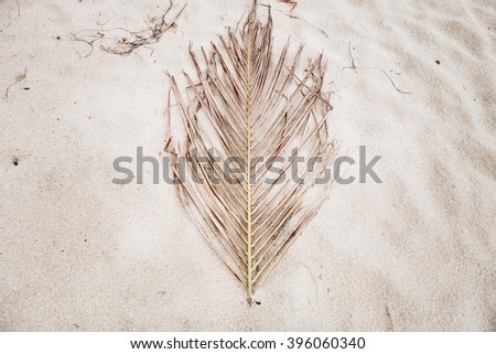 Palm leaf on sand