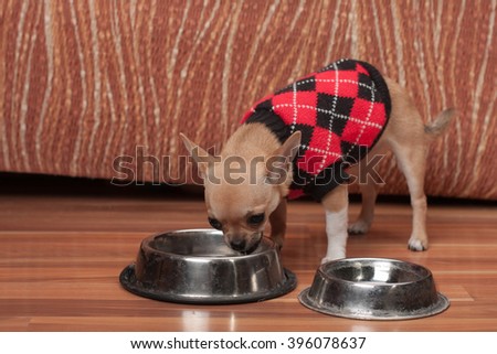 Cinnamon Chihuahua puppy dressed with pullover drinking water at home 4 months old female. 