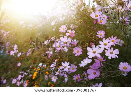 Beautiful cosmos flowers blooming