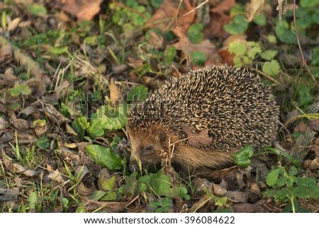 Detailed Picture of the European hedgehog in the wood.in the spring just after the winter sleep or hibernation. Close up of the animal with nose, eye and thorns. Picture taken in Czech Republic
