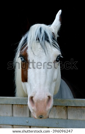 Horse, two colors, stable