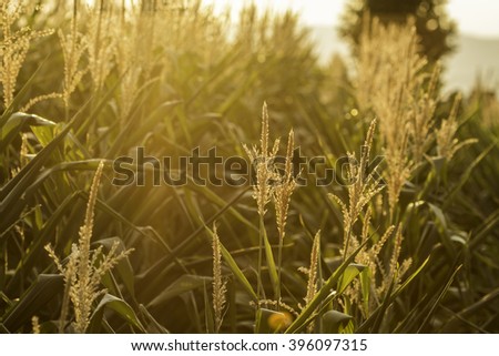cornfield in the evening sun Royalty-Free Stock Photo #396097315