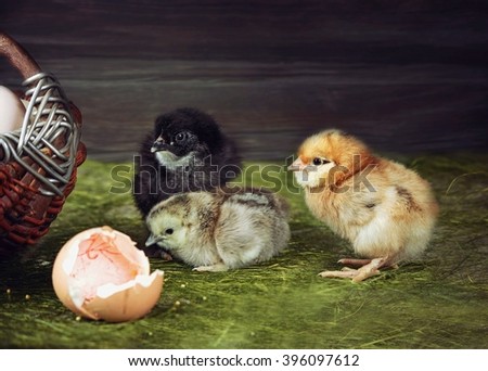 Adventures of newly hatched chicks