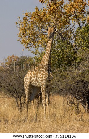A giraffe in a South African game reserve. 