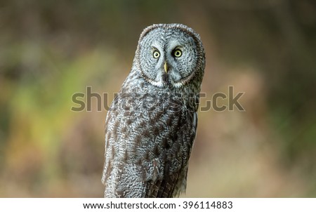 Wild Owl in Nature