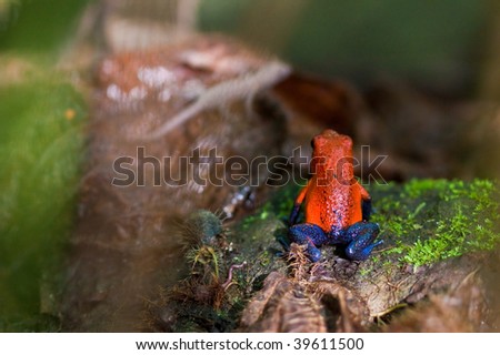 Piosonous small red and blue frog sitting on stone