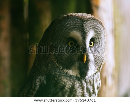 Wild owl portrait or close up picture in the Zoo. Owl with nice big yellow eyes, yellow beak and grey feathers isolated.