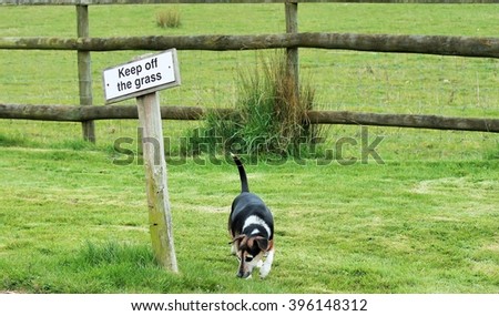 Keep off the grass dog on grass permission naughty bad misbehave instruction direction ignore rebel dog is a jack russell  stock, photo, photograph, image, picture, 