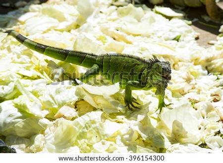 Tropical beautiful curious scale reptile lizard of green iguana with crest standing on cabbage leaves outdoor on natural background, horizontal picture