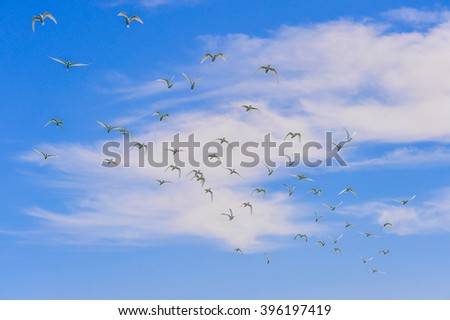 Birds flying in the sky
