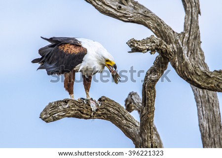 African fish eagle in Kruger national park, South Africa ; Specie Haliaeetus vocifer family of Haliaeetus vocifer
