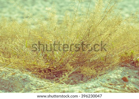 grass flower blurred vintage style for background