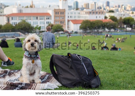 DELORES PARK, SAN FRANCISCO, CALIFORNIA - MARCH 21, 2016: Basil, a yorkie poo stands next to a couple taking pictures of San Francisco's skyline.