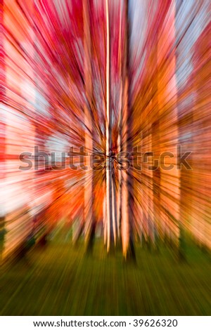 colorful warp, birch trees