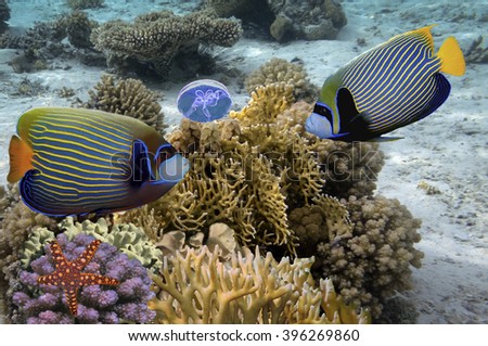 Emperor Angelfish. Underwater world. Red Sea, Egypt