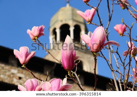 Blooming magnolia on a background of church and blue sky, Salo Italy.