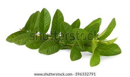 leaves guava set close up macro isolated on white