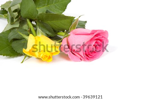 pink and yellow rose with copy-space on white