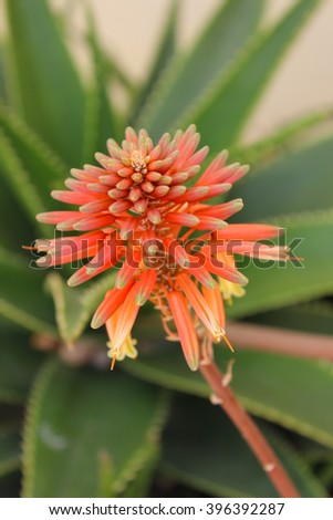 Orange aloe flower