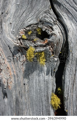 White Bark Pine (Pinus albicaulis) and lichen detail. Crater Lake National Park, Oregon. USA