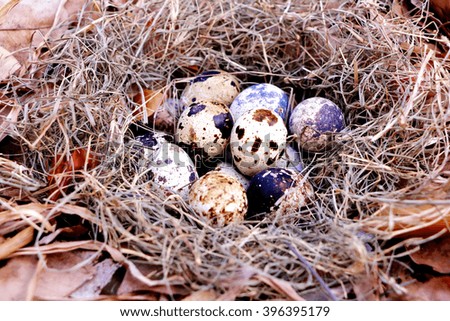 Quail eggs in the nest on dry leaves with blurred background.soft focus/vintage