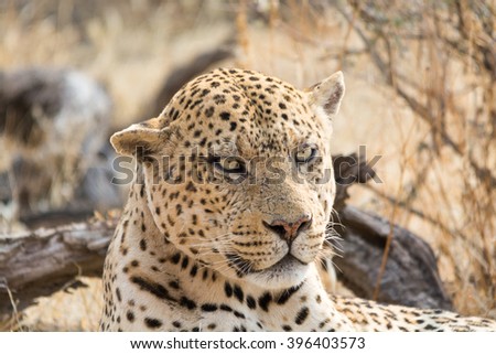 Leppard Face Portrait, seen and pictured in several national parks in namibia, africa.