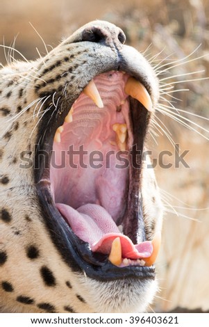 , seen and pictured in several national parks in Leppard with his mouth wide openednamibia, africa.