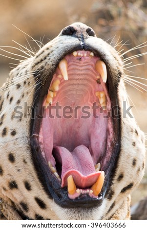 , seen and pictured in several national parks in Leppard with his mouth wide openednamibia, africa.