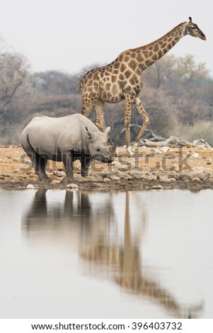 Group of giraffe and rhinoceros at waterhole in the late afternoon, seen and pictured in several national parks in namibia, africa.