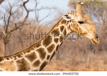 Closeup of giraffe, seen and pictured in several national parks in namibia, africa.