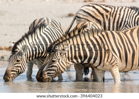 Zebras drinking water at waterhole, seen and pictured in several national parks in namibia, africa.
