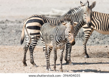 Zebra family with kitten, seen and pictured in several national parks in namibia, africa.